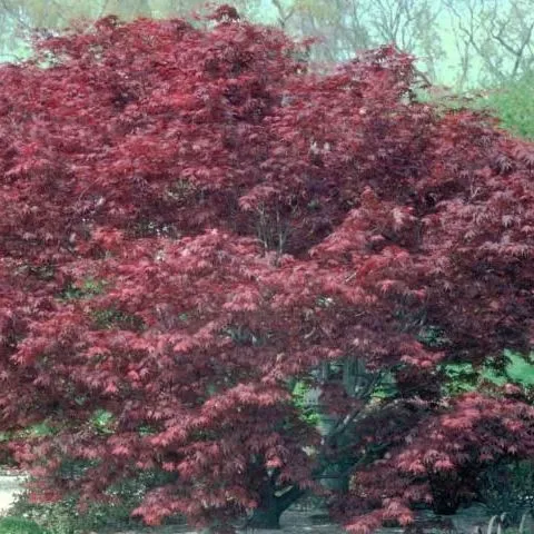 thumbnail for publication: Acer palmatum 'Atropurpureum': 'Atropurpureum' Japanese Maple